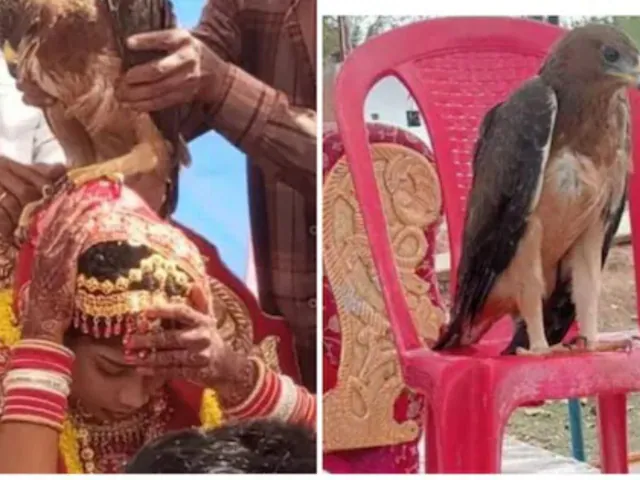At This MP Wedding, Villagers Spot Eagle And Call It Bride’s Deceased Father