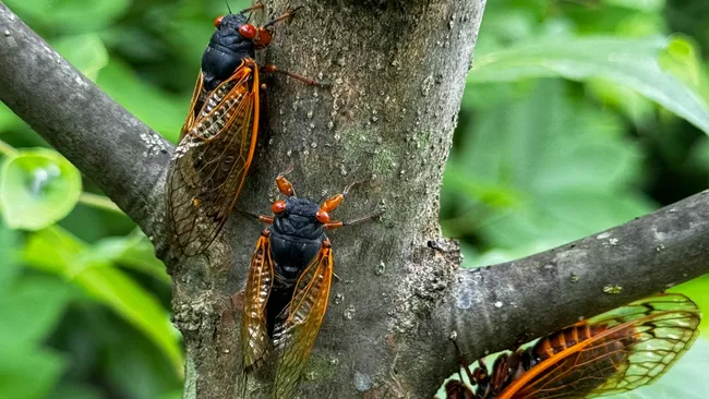 Great Cicada Gathering